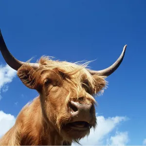HIGHLAND CATTLE - head, sky and clouds HIGHLAND CATTLE - head, sky and clouds