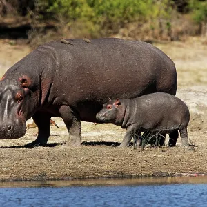 Hippo mother with young one