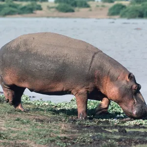 HIPPOPOTAMUS - feeding on riverbank HIPPOPOTAMUS - feeding on riverbank