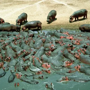 Hippopotamus herd crowded into pool at end of dry season Hippopotamus herd crowded into pool at end of dry season