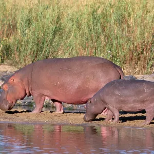 HIPPOPOTAMUS - pair sunning themselves by the water HIPPOPOTAMUS - pair sunning themselves by the water