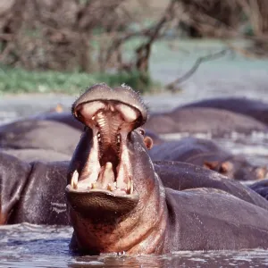 HIPPOPOTAMUS - in water, with mouth open HIPPOPOTAMUS - in water, with mouth open