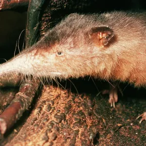 Hispaniola / Haiti SOLENODON Hispaniola / Haiti SOLENODON