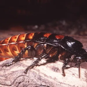 HISSING COCKROACH HISSING COCKROACH