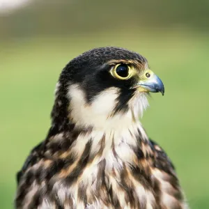 HOBBY - CLOSE UP OF HEAD HOBBY - CLOSE UP OF HEAD