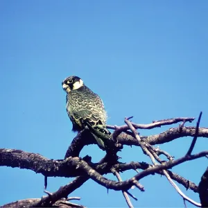 HOBBY - juvenile, on branch HOBBY - juvenile, on branch