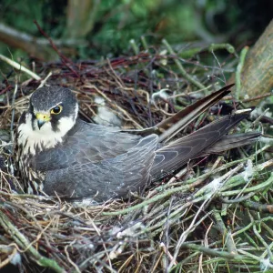 Hobby - at nest Hobby - at nest