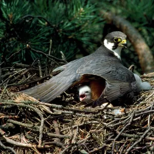 HOBBY- on nest with chick HOBBY- on nest with chick