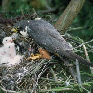 Hobby - at nest feeding young Hobby - at nest feeding young