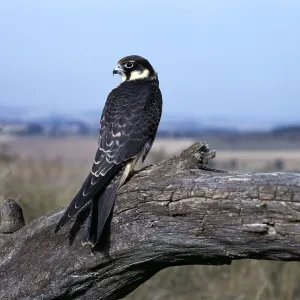 Hobby - sits on branch Hobby - sits on branch
