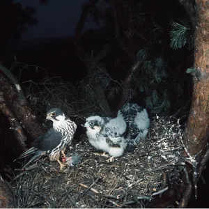 HOBBY - with young on nest HOBBY - with young on nest