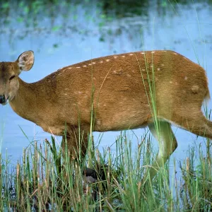 HOG DEER HOG DEER