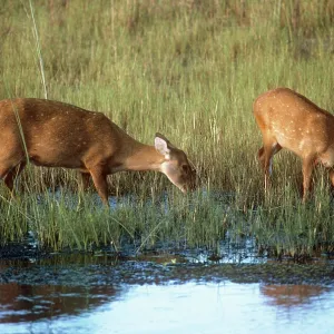 Hog Deer Hog Deer