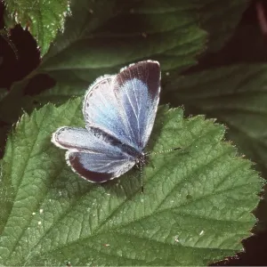 HOLLY BLUE BUTTERFLY - female resting on leaf HOLLY BLUE BUTTERFLY - female resting on leaf