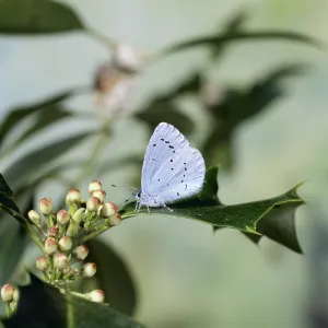 HOLLY BLUE BUTTERFLY - Sitting on holly leaf HOLLY BLUE BUTTERFLY - Sitting on holly leaf