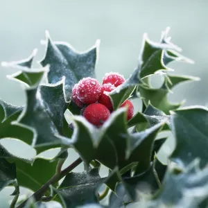 Holly Holly