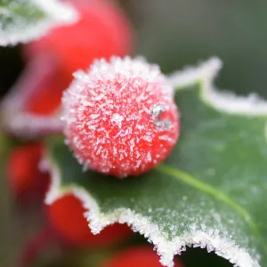 Holly Rimed berries - In frost