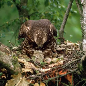 Honey Buzzard - adult at nest with chicks Honey Buzzard - adult at nest with chicks