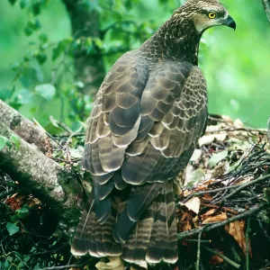 Honey BUZZARD - at nest Honey BUZZARD - at nest