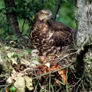 HONEY BUZZARD - at nest, with chicks HONEY BUZZARD - at nest, with chicks
