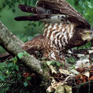 HONEY BUZZARD - at nest, with chicks HONEY BUZZARD - at nest, with chicks