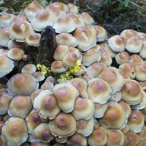 Honey fungus - Birmingham UK Honey fungus - Birmingham UK