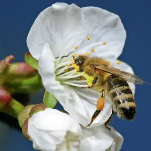Honeybee - on cherry tree blossom collecting pollen Honeybee - on cherry tree blossom collecting pollen