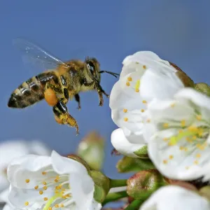 Honeybee - in flight approaching cherry tree blossoms Honeybee - in flight approaching cherry tree blossoms