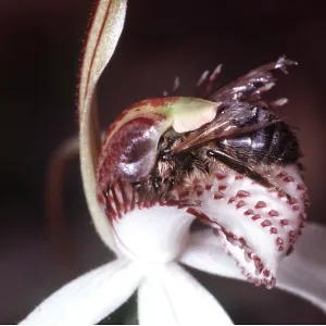 HONEYBEE - trapped in Spider Orchid (Caladenia potersonii) HONEYBEE - trapped in Spider Orchid (Caladenia potersonii)