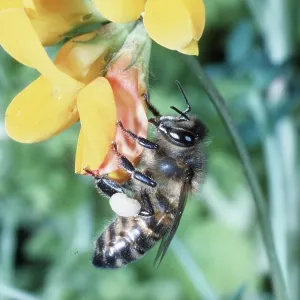 HONEYBEE ON TREFOIL HONEYBEE ON TREFOIL