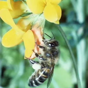 HONEYBEE - on trefoil HONEYBEE - on trefoil