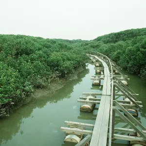 Hong Kong - Mai Po Reserve Hong Kong - Mai Po Reserve