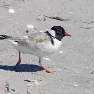 Hooded PLOVER - on beach, side view