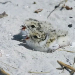 Hooded PLOVER - chicks