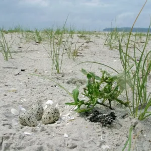 Hooded PLOVER - nest in sand
