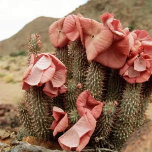 HOODIA gordonii - in flower HOODIA gordonii - in flower