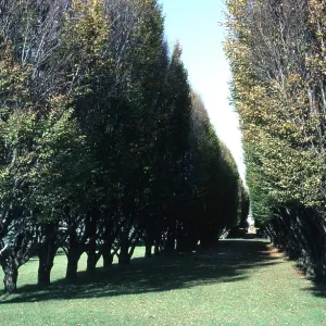 HORNBEAM - rows HORNBEAM - rows