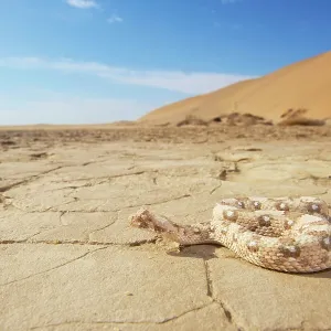 Horned Adder Horned Adder