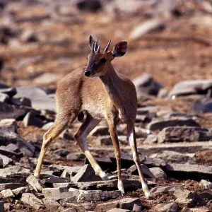 Four horned ANTELOPE Chousingha - male Four horned ANTELOPE Chousingha - male