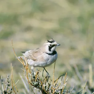 HORNED / SHORE LARK HORNED / SHORE LARK