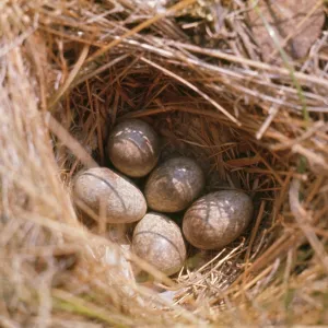 Horned / Shore Lark - eggs in nest