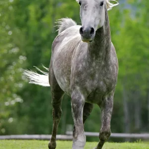Horse, Arabian Gelding running Horse, Arabian Gelding running
