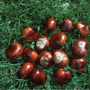 HORSE CHESTNUT - conkers HORSE CHESTNUT - conkers