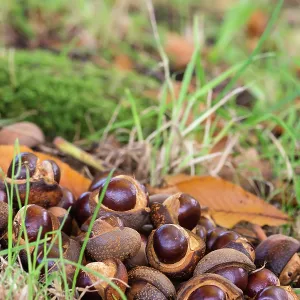 Horse chestnut, Japanese horse chestnut, Aesculus Horse chestnut, Japanese horse chestnut, Aesculus
