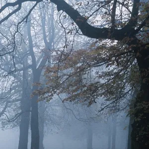 HORSE CHESTNUT TREE - wood in Autumn fog HORSE CHESTNUT TREE - wood in Autumn fog
