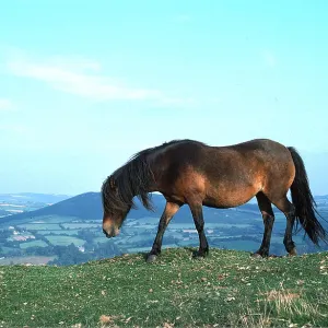Horse - Dartmoor Pony in summer coat Horse - Dartmoor Pony in summer coat