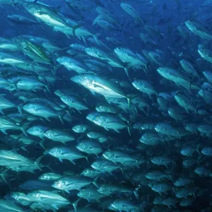 Horse-eyed Jacks - close-up of shoal Horse-eyed Jacks - close-up of shoal