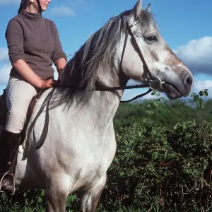 HORSE - Highland Pony with rider HORSE - Highland Pony with rider
