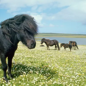 HORSE - Shetland ponies HORSE - Shetland ponies