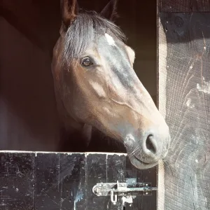 Horse - Thoroughbred / Highland Cross Mare - Head Horse - Thoroughbred / Highland Cross Mare - Head